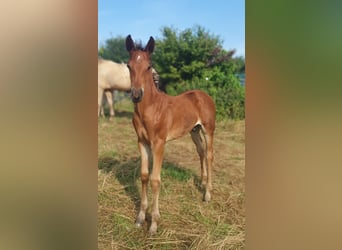 Azteca, Hengst, 1 Jaar, 160 cm, Bruin