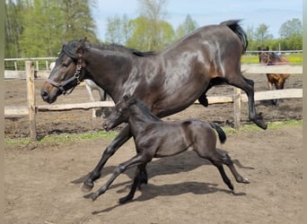 Azteca Mix, Hengst, 1 Jaar, 160 cm, Zwartbruin