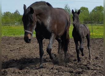 Azteca Mix, Hengst, 1 Jaar, 160 cm, Zwartbruin