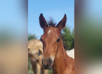 Azteca, Hengst, 1 Jaar, 165 cm, Bruin