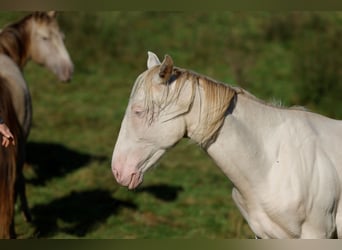 Azteca, Hengst, 1 Jaar, 165 cm, Perlino