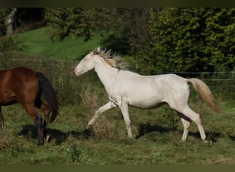 Azteca, Hengst, 1 Jahr, 165 cm, Perlino