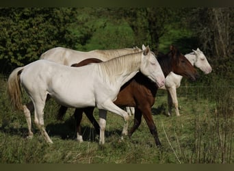 Azteca, Hengst, 1 Jaar, 165 cm, Perlino