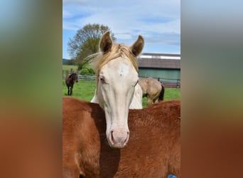 Azteca, Hengst, 1 Jaar, 165 cm, Perlino