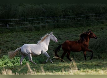 Azteca, Hengst, 1 Jaar, 165 cm, Perlino