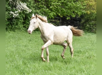 Azteca, Hengst, 1 Jaar, 165 cm, Perlino