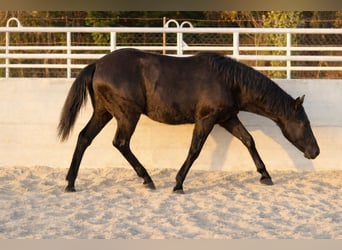 Azteca, Hengst, 1 Jaar, Zwart