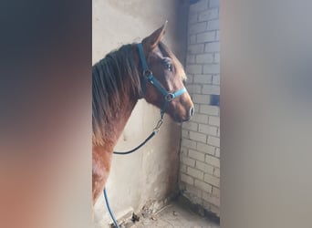 Azteca, Hengst, 1 Jahr, 158 cm, Brauner