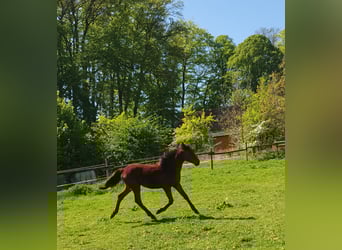 Azteca, Hengst, 1 Jahr, 160 cm, Brauner