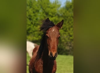 Azteca, Hengst, 1 Jahr, 160 cm, Brauner