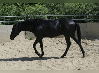 Azteca, Hengst, 1 Jahr, Rappe