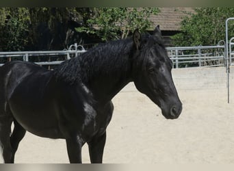 Azteca, Hengst, 1 Jahr, Rappe