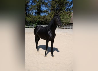 Azteca, Hengst, 1 Jahr, Rappe