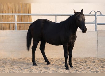 Azteca, Hengst, 1 Jahr, Rappe