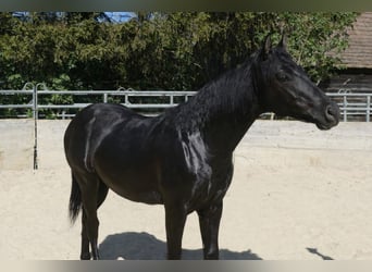 Azteca, Hengst, 1 Jahr, Rappe