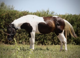 Azteca, Hengst, 2 Jaar, 145 cm, Tobiano-alle-kleuren