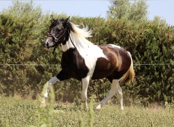 Azteca, Hengst, 2 Jaar, 145 cm, Tobiano-alle-kleuren