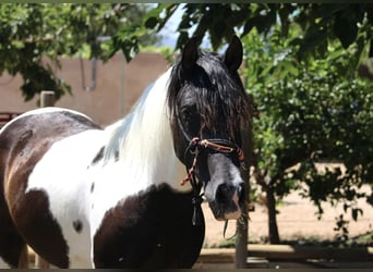 Azteca, Hengst, 2 Jaar, 145 cm, Tobiano-alle-kleuren