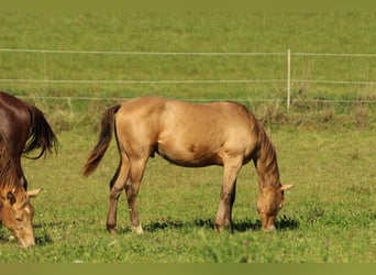 Azteca, Hengst, 2 Jaar, 153 cm, Champagne
