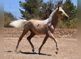 Azteca, Hengst, 2 Jaar, 158 cm, Palomino