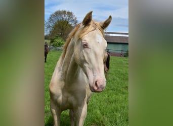 Azteca, Hengst, 2 Jaar, 165 cm, Perlino