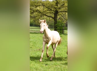 Azteca, Hengst, 2 Jaar, 165 cm, Perlino