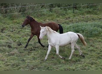 Azteca, Hengst, 2 Jaar, 165 cm, Perlino