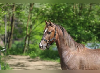 Azteca, Hengst, 2 Jahre, 125 cm, Schimmel