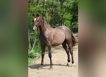 Azteca, Hengst, 2 Jahre, 125 cm, Schimmel