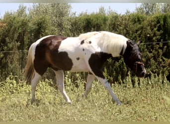 Azteca, Hengst, 2 Jahre, 145 cm, Tobiano-alle-Farben