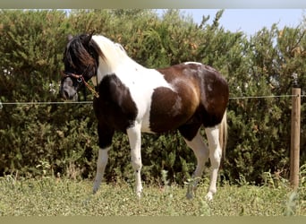 Azteca, Hengst, 2 Jahre, 145 cm, Tobiano-alle-Farben