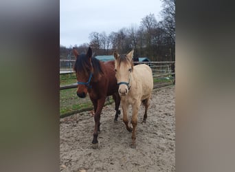 Azteca, Hengst, 2 Jahre, 155 cm, Champagne