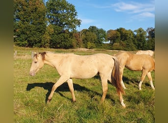 Azteca, Hengst, 2 Jahre, 155 cm, Champagne