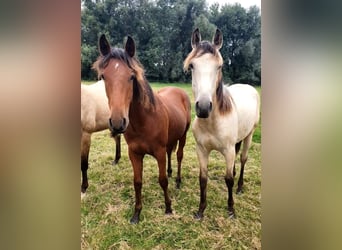 Azteca, Hengst, 2 Jahre, 158 cm, Brauner