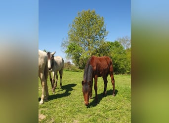Azteca, Hengst, 2 Jahre, 158 cm, Brauner
