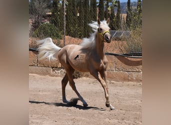 Azteca, Hengst, 2 Jahre, 158 cm, Palomino