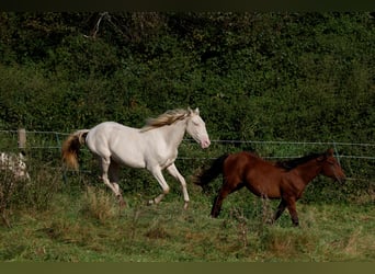 Azteca, Hengst, 2 Jahre, 165 cm, Perlino