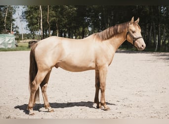 Azteca, Hengst, 2 Jahre, Champagne