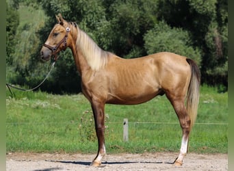 Azteca, Hengst, 3 Jaar, 146 cm, Dunalino