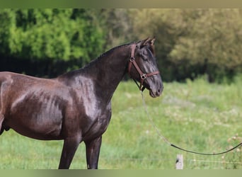 Azteca, Hengst, 3 Jaar, 154 cm, Zwart