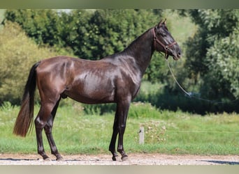 Azteca, Hengst, 3 Jahre, 154 cm, Rappe