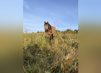 Azteca, Hengst, 3 Jahre, 160 cm, Buckskin