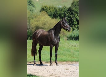 Azteca, Hengst, 4 Jaar, 154 cm, Zwart