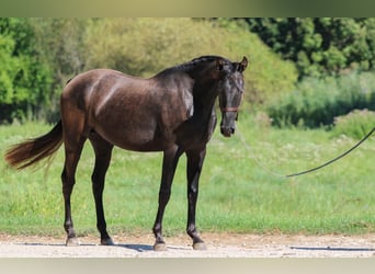 Azteca, Hengst, 4 Jaar, 154 cm, Zwart