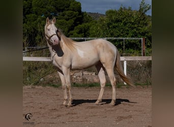 Azteca, Hengst, 4 Jaar, 157 cm, Perlino