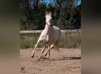 Azteca, Hengst, 4 Jaar, 157 cm, Perlino
