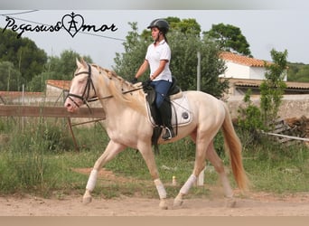 Azteca, Hengst, 4 Jaar, 157 cm, Perlino