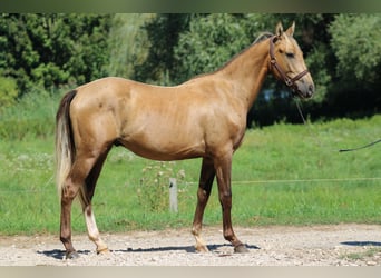 Azteca, Hengst, 4 Jahre, 146 cm, Dunalino