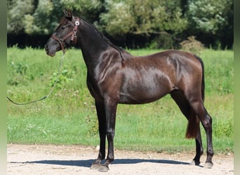 Azteca, Hengst, 4 Jahre, 154 cm, Rappe