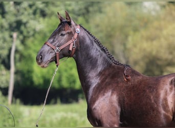 Azteca, Hengst, 4 Jahre, 154 cm, Rappe